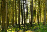 Fototapeta Las - Wald im Schwarzwald nahe Hofstetten