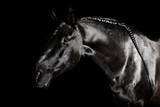 Fototapeta Konie - Black PRE (andalucian) horse portrait with long plated mane in freedom isolated on black background with copy space.