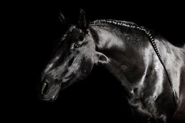 Wall Mural - Black PRE (andalucian) horse portrait with long plated mane in freedom isolated on black background with copy space.