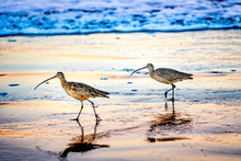 Sandpipers On The Beach At Sunrise, Sunset