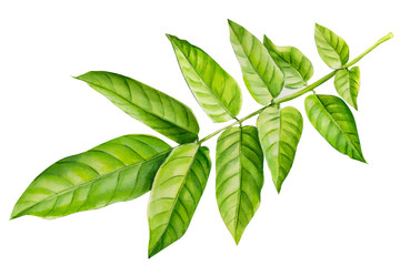 tropical green leaves on a white background, watercolor, botanical painting, spring clipart, tropic flora