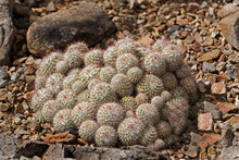 View Of Pincushion Cactus, Mammillaria Standleyi