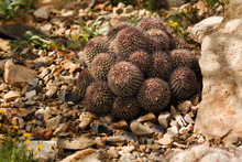 View Of Pincushion Cactus, Mammillaria Tesocapcensis