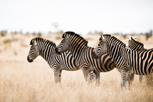 Zebra In The Wilderness Of Africa