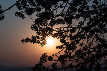 Wall Mural - sun shines through the branches of a tree