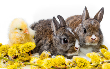 Wall Mural - spring animals