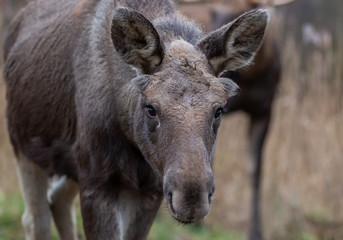 Moose animal in the field