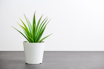 Green cactus plant