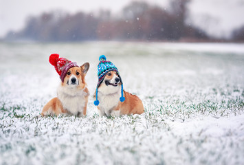 Sticker - two cute Corgi dog puppies are sitting in the Park in funny knitted warm hats on a snowy winter day on the grass