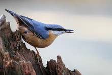 Nuthatch In Winter Eats Sunflower Seeds On A Decorative Root