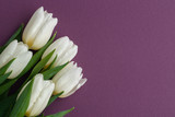 Fototapeta Tulipany - five big white tulips with green leaves on left side of photo on violet background with lots space for text, layout for postcard for woman's day or valentines day