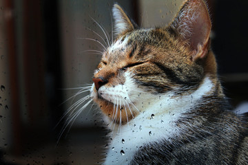 Motley cat portrait with closed eyes behind the rainy glass with water drops