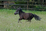 A cute Shetland pony galloping in the meadow.