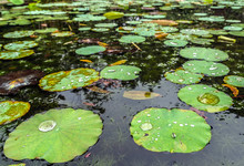 Lotus Flower Water Drops Green Leaves In A Pond