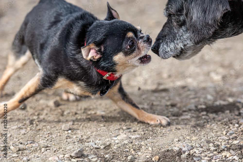 Vicious Chihuahua attacking old dog. Chihuahua biting another dog.