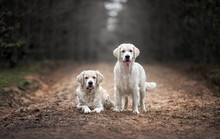 Two Golden Retriever Dogs Walking In The Forest In The Rain
