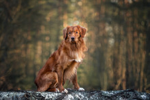 Nova Scotia Duck Tolling Retriever Dog Sitting In The Forest