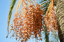 Orange Palm Tree Fruit Hanging From The Palm In The Exotic Destination