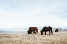 Iceland, Icelandic Horses (equus Ferus Caballus) Grazing On Grass In Winter