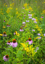 Coneflowers, Goldenrod And Blazing Star Combine To Create A Bouquet Of Native Wildflowers In A Restored Prairie.