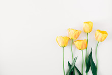 Beautiful Composition Of Tulip, Spring Flowers. Yellow Tulips Flowers On White Background. Valentine's Day, Easter, 8th March, Happy Women's Day, Mother's Day. Flat Lay, Top View, Copy Space