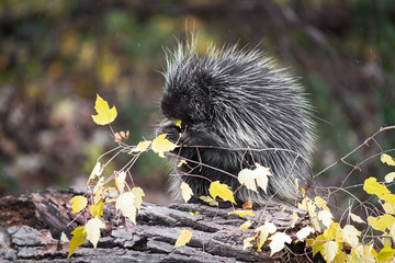 Wall Mural - Porcupine (Erethizon dorsatum) Sits on Log in Rain With Leafy Autumn Branch