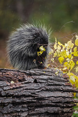 Wall Mural - Porcupine (Erethizon dorsatum) Sits in Rain Munching Autumn Leaves