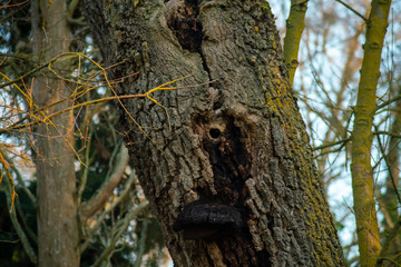 Stump fungus on a gray brown tree trunk