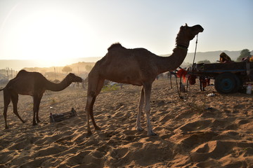 インドのラジャスタン州のプシュカル　一年に一度のラクダ祭期間中　美しい朝日と砂漠に集まるラクダの群れ　砂漠で野宿をするラクダ使いの家族