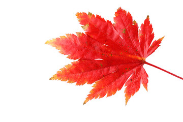 Wall Mural - Beautiful autumn maple leaf isolated on white