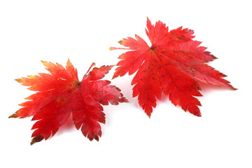 autumn maple leaves