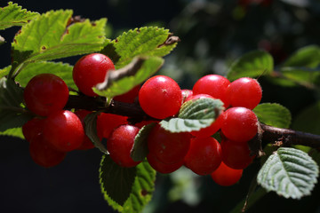 Wall Mural - Nanking cherry. Far Eastern delicacy