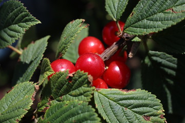 Poster - Nanking cherry. Far Eastern delicacy