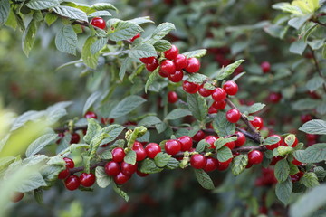 Poster - Growing Nanking cherry