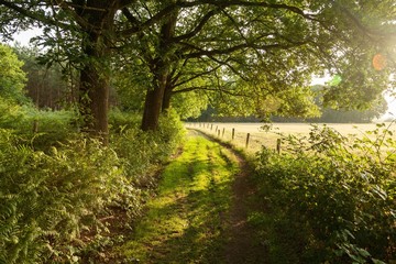 Wall Mural - Green farm road in The Netherlands during sunrise