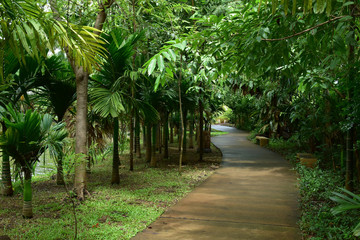 Wall Mural - pathway in green nature of public park of walking relaxation