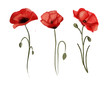 three watercolor poppy flower illustrations isolated on white