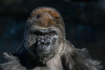 western Lowland Gorilla (Gorilla, gorilla, gorilla)