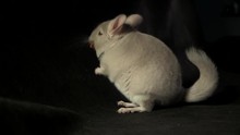 Closeup Portrait Of A Chinchilla Eating Dried Fruit On A Black Background, Then Throws Food And Runs Away. Studio Light