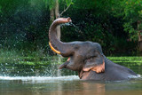 Fototapeta Zwierzęta - A male Asian elephant is enjoying bathing.