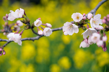 Wall Mural - Cherry blossoms & canola flowers background　桜と菜の花 背景