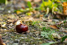 A Half-peeled, Ripe Chestnut Of A Round Shape, Rich Brown Color, Lies Fallen On The Ground, Among Dry And Green Grass And Fallen Leaves