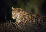 Fototapeta Zwierzęta - A leopard, Panthera pardus, resting on a termite mound at night.