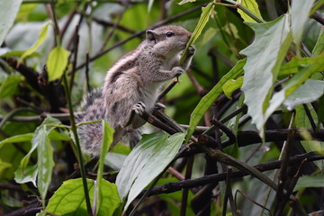 Squirrel nibbling at green tree leaves.