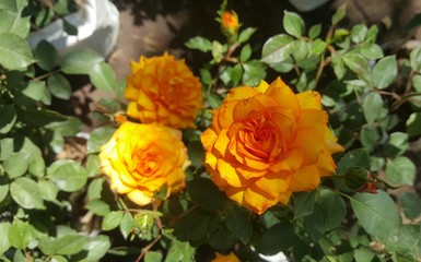 Wall Mural - Many colored roses blooming in the garden.