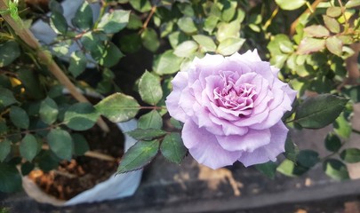 Wall Mural - Purple roses blooming in the garden.