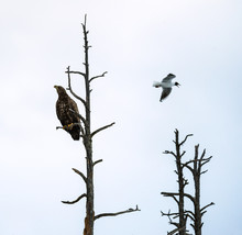 Silhouette Of Eagle On The Tree. Juvenile White-tailed Eagles On The Tree. Scientific Name: Haliaeetus Albicilla, Ern, Erne, Gray Eagle, Eurasian Sea Eagle And White-tailed Sea-eagle.