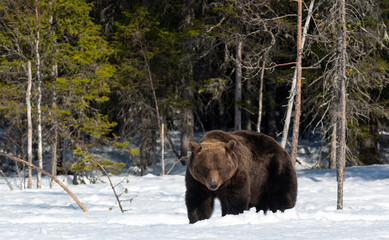 Canvas Print - Wild adult brown bear in  winter forest. Front view. Brown bear, scientific name: Ursus arctos arctos. Winter season. Natural Habitat.