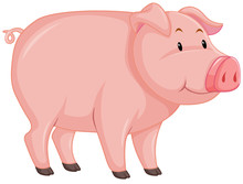 Cute Pig With Pink Skin On White Background