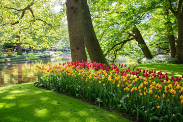 Tulips in Keukenhof park (Netherlands).